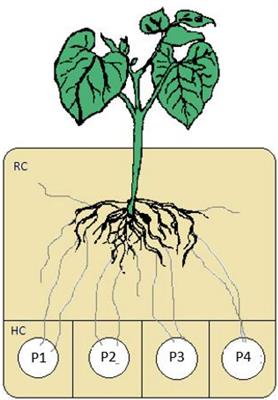 Designing a Robust and Versatile System to Investigate Nutrient Exchange in, and Partitioning by, Mycorrhiza (Populus x canesces x Paxillus involutus) Under Axenic or Greenhouse Conditions